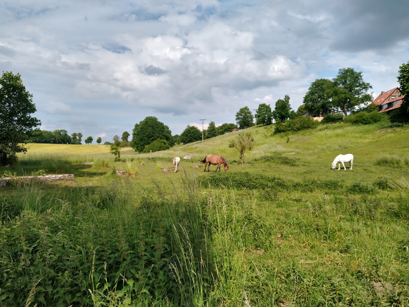 Pferde auf der Weide